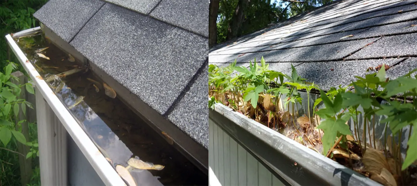 Gutters filled with plants and debris