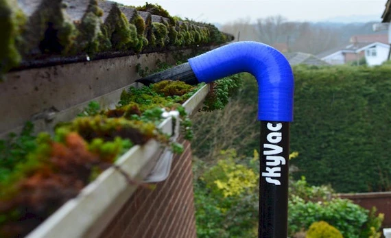 Plants growing from gutters